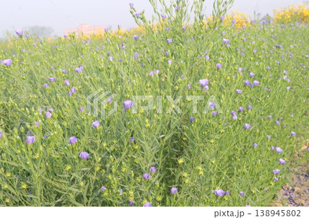 linum usitatissimum, brown flax plant on farm 138945802