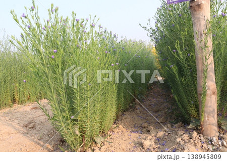 linum usitatissimum, brown flax plant on farm linum usitatissimum, brown flax plant on farm 138945809
