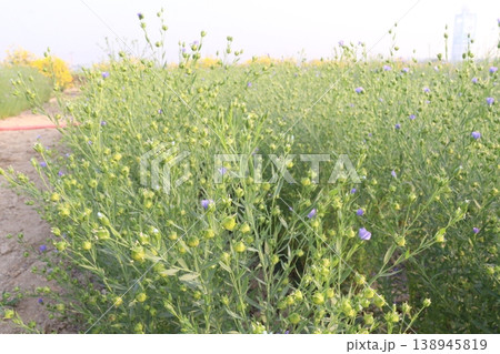 linum usitatissimum, brown flax plant on farm 138945819