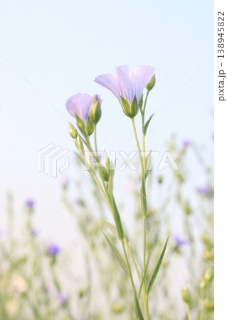 linum usitatissimum, brown flax plant on farm linum usitatissimum, brown flax plant on farm 138945822