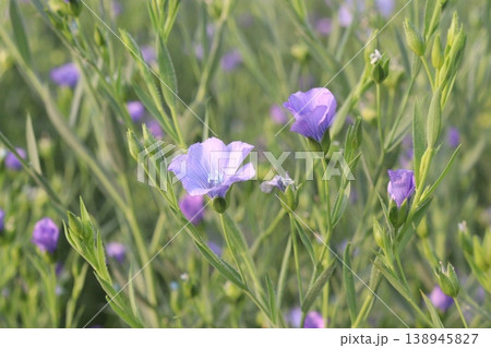 linum usitatissimum, brown flax plant on farm linum usitatissimum, brown flax plant on farm 138945827