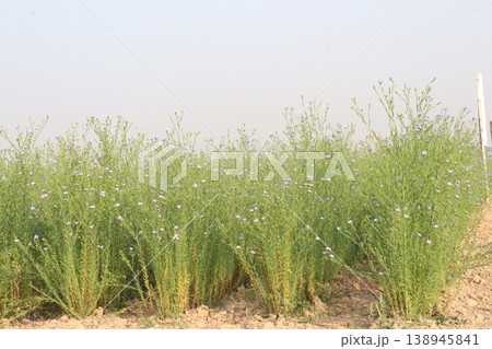 linum usitatissimum, brown flax plant on farm 138945841