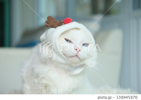 Cute Ragdoll cat in a Christmas costume. Cute Ragdoll cat in a Christmas costume. 138945870