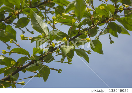 Unripe Ripe Autumn Olive Berries (Elaeagnus Umbellata) and leaves Unripe Ripe Autumn Olive Berries (Elaeagnus Umbellata) and leaves 138946023