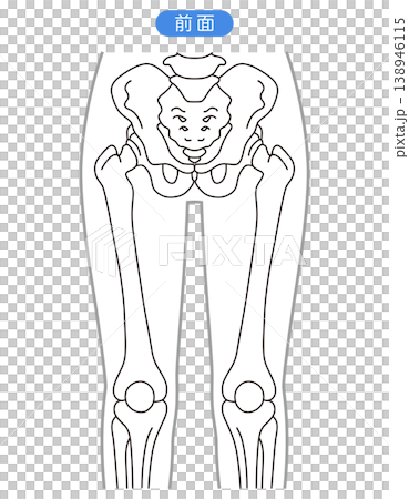 Pelvis and hip joint (front view) 138946115
