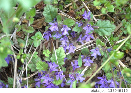 キランソウの花 キランソウの花 138946116