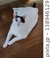 床に座る猫 138946129