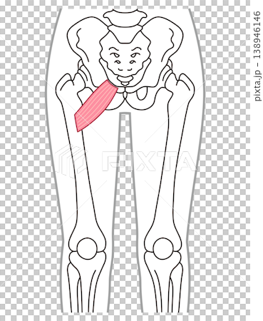 Pubic muscle, adductor muscles, thigh muscles Pubic muscle, adductor muscles, thigh muscles 138946146