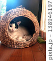 ちぐらでくつろぐ猫 138946197