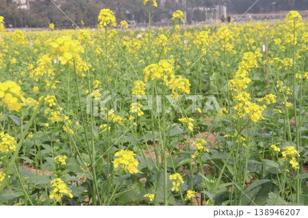 mustard plant on farm for experiment are cash crops mustard plant on farm for experiment are cash crops 138946207