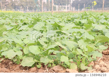 mustard plant on farm for experiment are cash crops mustard plant on farm for experiment are cash crops 138946210