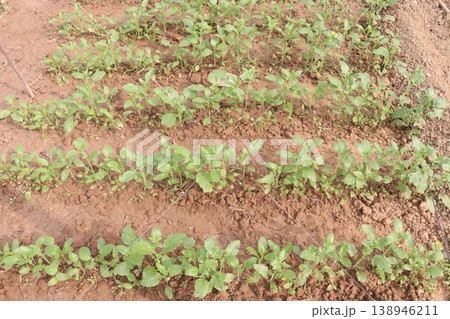 mustard plant on farm for experiment are cash crops 138946211
