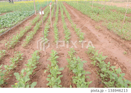 mustard plant on farm for experiment are cash crops 138946213