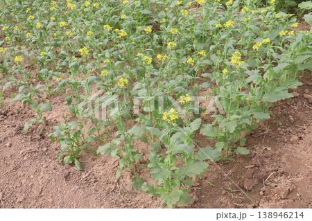 mustard plant on farm for experiment are cash crops 138946214