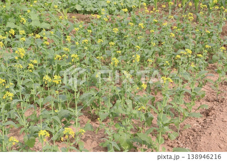 mustard plant on farm for experiment are cash crops 138946216