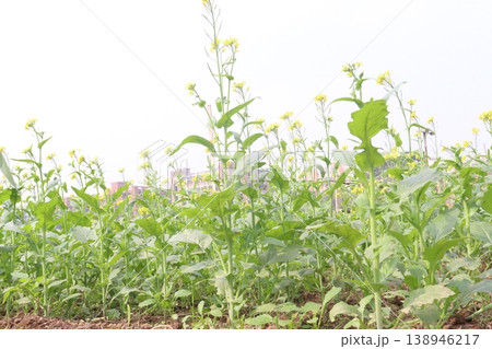 mustard plant on farm for experiment are cash crops mustard plant on farm for experiment are cash crops 138946217