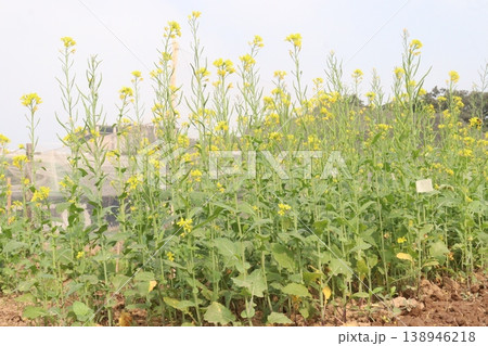 mustard plant on farm for experiment are cash crops mustard plant on farm for experiment are cash crops 138946218
