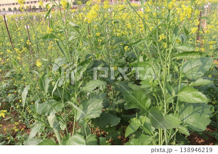mustard plant on farm for experiment are cash crops 138946219