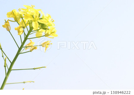 mustard plant on farm for experiment are cash crops 138946222