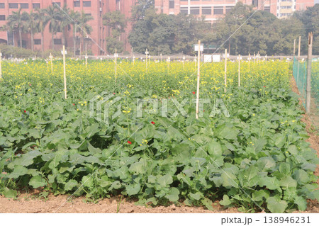 mustard plant on farm for experiment are cash crops mustard plant on farm for experiment are cash crops 138946231