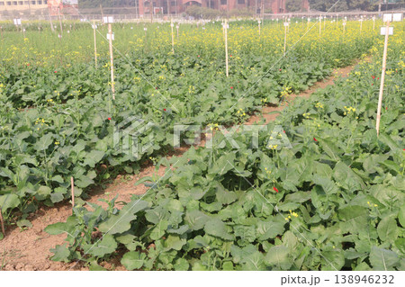mustard plant on farm for experiment are cash crops 138946232