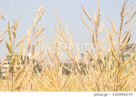 ripe mustard plant on farm for harvest are cash crops ripe mustard plant on farm for harvest are cash crops 138946274