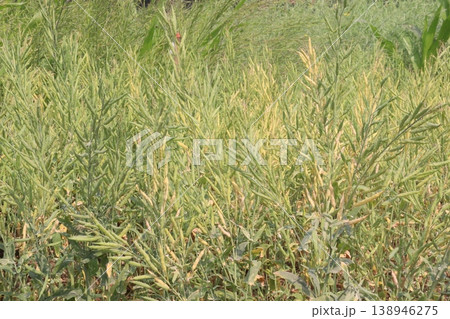 ripe mustard plant on farm for harvest are cash crops ripe mustard plant on farm for harvest are cash crops 138946275