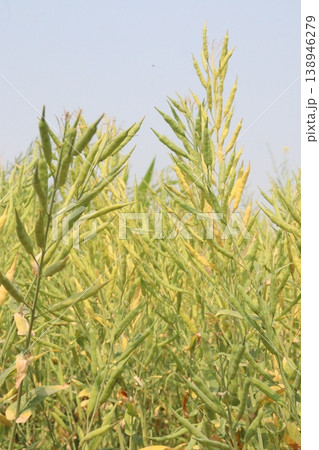 ripe mustard plant on farm for harvest are cash crops ripe mustard plant on farm for harvest are cash crops 138946279