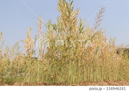 ripe mustard plant on farm for harvest are cash crops ripe mustard plant on farm for harvest are cash crops 138946281
