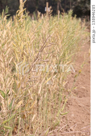 ripe mustard plant on farm for harvest are cash crops 138946285