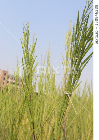 ripe mustard plant on farm for harvest are cash crops ripe mustard plant on farm for harvest are cash crops 138946288