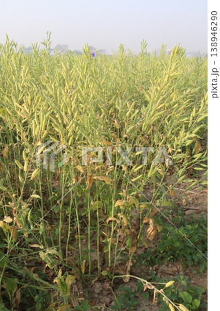 ripe mustard plant on farm for harvest are cash crops 138946290