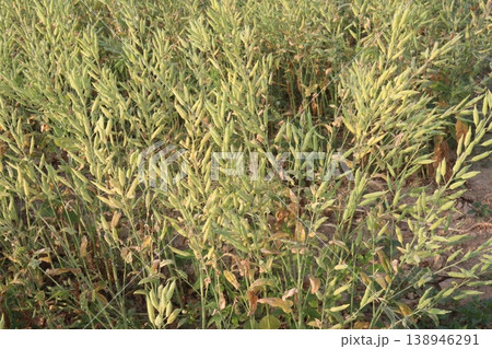ripe mustard plant on farm for harvest are cash crops ripe mustard plant on farm for harvest are cash crops 138946291