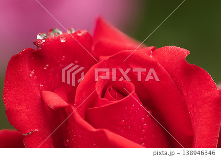 赤い薔薇メリナ 赤い薔薇メリナ 138946346