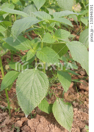 chia, Salvia hispanica plant on farm for harvest chia, Salvia hispanica plant on farm for harvest 138946391