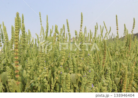 chia, Salvia hispanica plant on farm for harvest chia, Salvia hispanica plant on farm for harvest 138946404