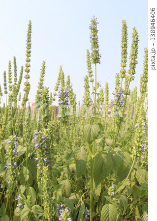 chia, Salvia hispanica plant on farm for harvest chia, Salvia hispanica plant on farm for harvest 138946406