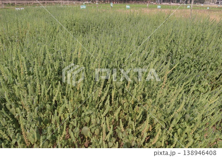 chia, Salvia hispanica plant on farm for harvest 138946408
