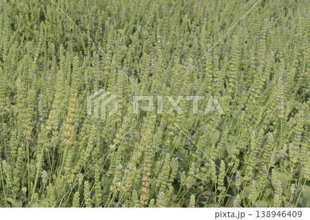 chia, Salvia hispanica plant on farm for harvest 138946409