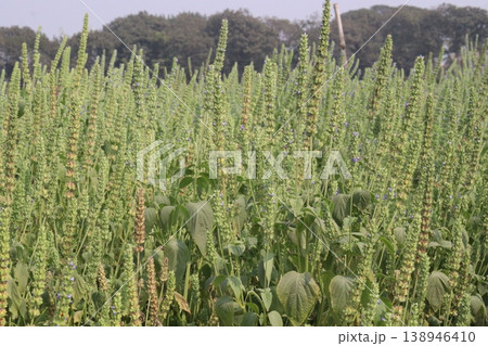 chia, Salvia hispanica plant on farm for harvest 138946410