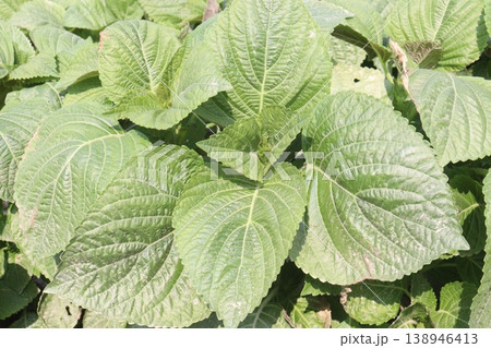 chia, Salvia hispanica plant on farm for harvest chia, Salvia hispanica plant on farm for harvest 138946413