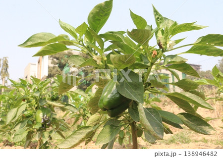 Capsicum on tree in farm for harvest Capsicum on tree in farm for harvest 138946482