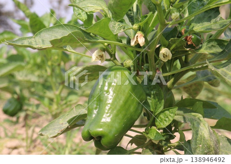 Capsicum on tree in farm for harvest Capsicum on tree in farm for harvest 138946492