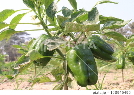Capsicum on tree in farm for harvest 138946496