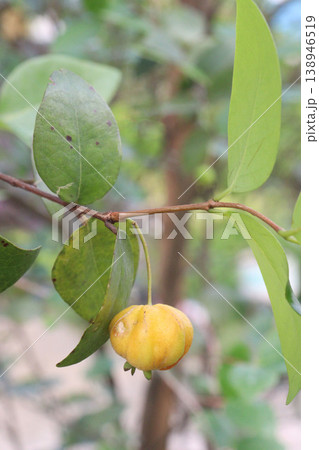 Surinam Cherry, Eugenia uniflora is a flowering and fruit plant on farm 138946519