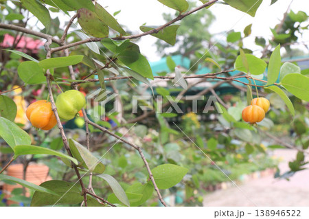 Surinam Cherry, Eugenia uniflora is a flowering and fruit plant on farm 138946522