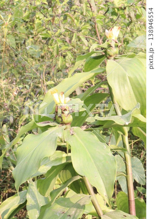 fiery costus, spiral flag, Chamaecostus cuspidatus, insulin plant fiery costus, spiral flag, Chamaecostus cuspidatus, insulin plant 138946554