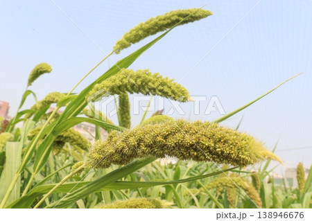 Foxtail millet, scientific name Setaria italica plant on farm Foxtail millet, scientific name Setaria italica plant on farm 138946676