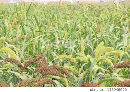 Foxtail millet, scientific name Setaria italica plant on farm 138946690