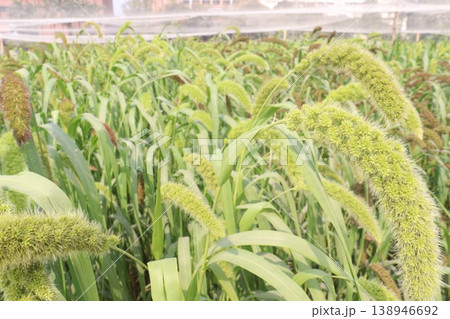 Foxtail millet, scientific name Setaria italica plant on farm 138946692